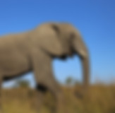 african-elephant-2420592_960_720_edited.