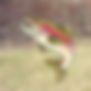 trout%20anatomy.00_00_07_29_edited.jpg